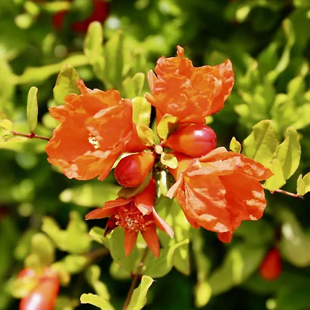 Bougainville فندق