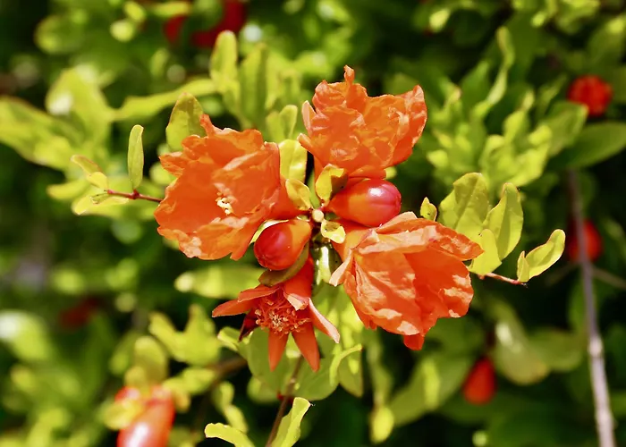 Bougainville Отель